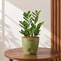 Zamia Green ZZ Plant Zamioculcas Zamiifolia Indoor