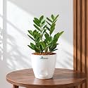 Zamia Green ZZ Plant Zamioculcas Zamiifolia Indoor