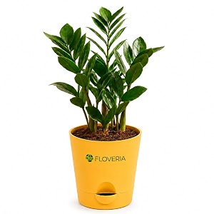 Zamia ZZ Plant Indoor Live Plant with