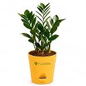Zamia ZZ Plant Indoor Live Plant with