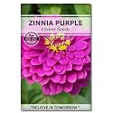 Navika Seeds ; Grow with Us Zinnia Purple Flower Seed.Perfect for Terrace Gardening Winter &amp; Summer Blooms in India-Includes Free E-Book for Kitchen,Backyard,Gardening &amp; Planting.High Germination