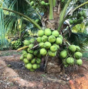 ZivoGreen Coconut Plant sapling