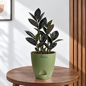 ZZ Black Raven Plant Zamioculcas Zamiifolia Live