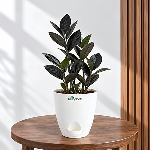 ZZ Black Raven Plant Zamioculcas Zamiifolia Live