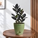 ZZ Black Raven Plant Zamioculcas Zamiifolia Live