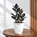ZZ Black Raven Plant Zamioculcas Zamiifolia Live