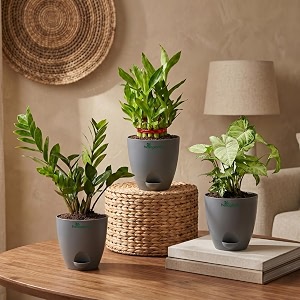 ZZ Green Lucky Bamboo Syngonium Green