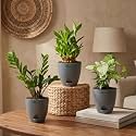 ZZ Green Lucky Bamboo amp Syngonium Green
