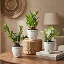 ZZ Green Lucky Bamboo amp Syngonium Green