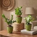 ZZ Green Lucky Bamboo amp Syngonium Green